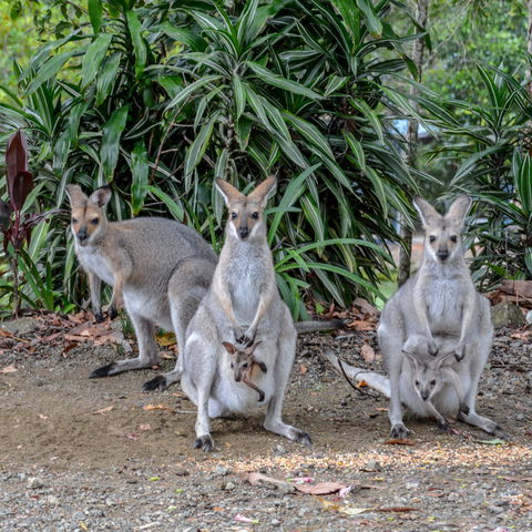 Maleny Country Cottages - Tourism Cairns 9