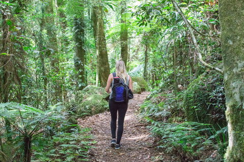 O'Reilly's Rainforest Retreat - Tourism Cairns 5