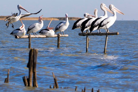 Pelican Perch Retreat - Tourism Cairns 0