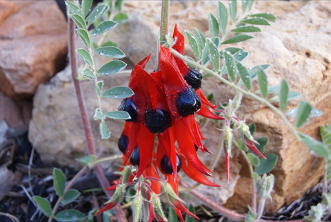 Quorn Caravan Park - Tourism Cairns 1