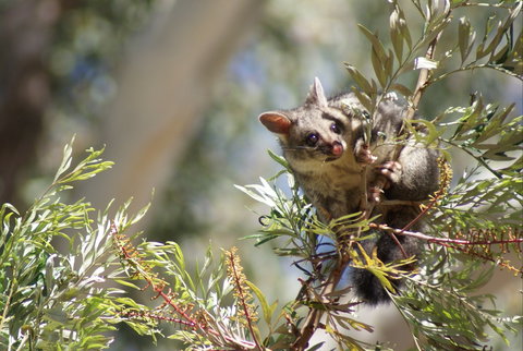 Quorn Caravan Park - Tourism Cairns 5