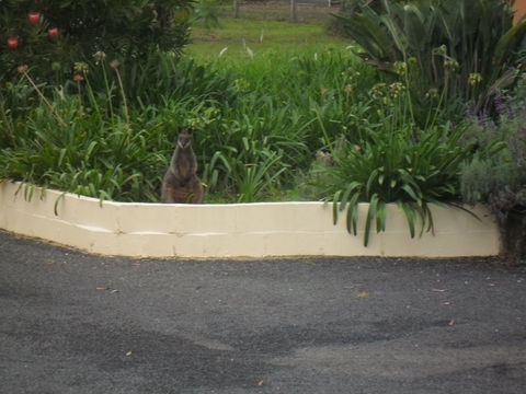 The Malone's Bed And Breakfast Guest Rooms - Tourism Cairns 6