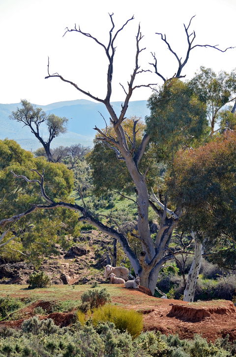 Almerta Station - Tourism Cairns 2