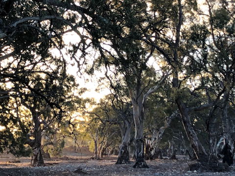 Almerta Station - Tourism Cairns 6