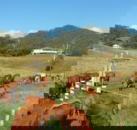 Farringdon Homestead - Tourism Cairns