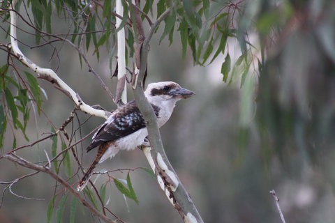 Rabbiters Hut - Tourism Cairns 3