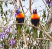 Twilight Grove Farm Bed and Breakfast - Tourism Cairns
