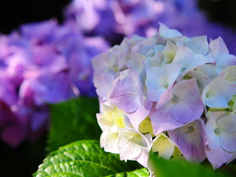 Crays Accommodation - The Esplanade - Tourism Cairns 1