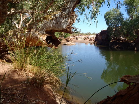 Peedamulla Campground And Cultural Tours - Tourism Cairns 1