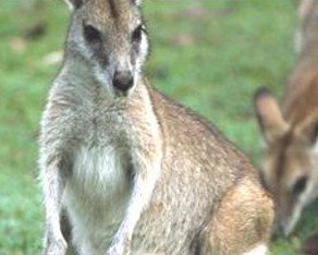 Koala Villas And Caravan Park - Tourism Cairns 5