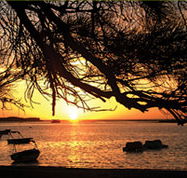 Pelican's Nest - Tourism Cairns