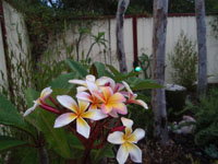 Equal Balance Bed And Breakfast - Tourism Cairns 2