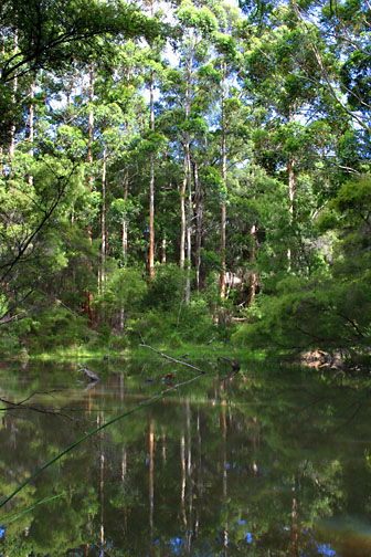 Peppermint Grove Retreat - Tourism Cairns 0