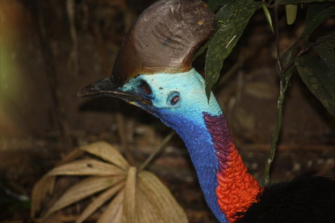 Daintree Wilderness Lodge - Tourism Cairns 1