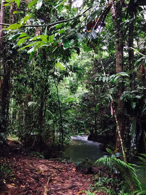Daintree Wilderness Lodge - Tourism Cairns 2