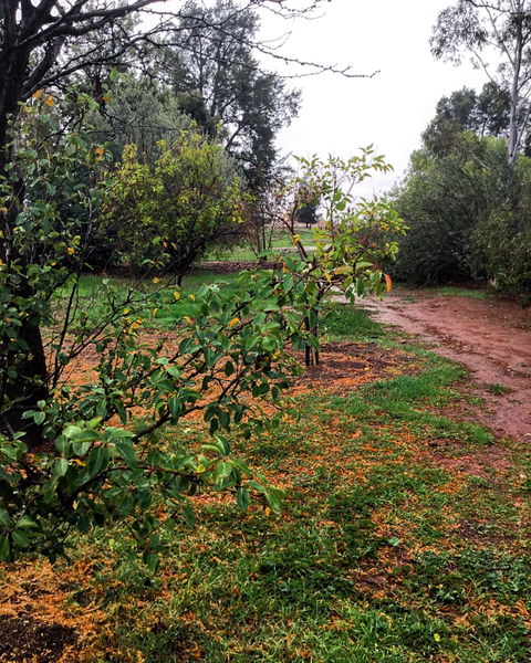 Whispering Pines Farm Stay - Tourism Cairns 1