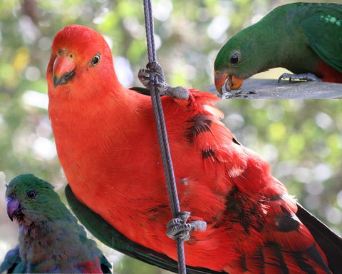 Goldsmith's In The Forest - Tourism Cairns 2