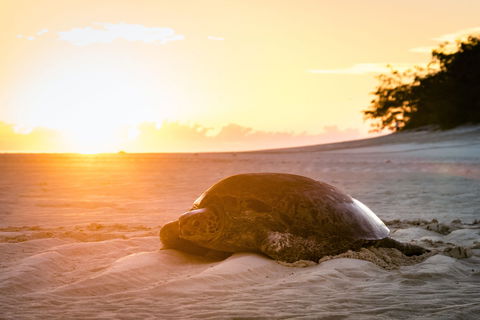 Heron Island Resort - Tourism Cairns 2
