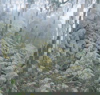 Waratah Gully campground - Tourism Cairns