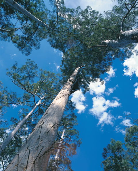 Drafty's Camp At Warren National Park - Tourism Cairns 2