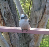 Kookaburra Dreaming - Tourism Cairns