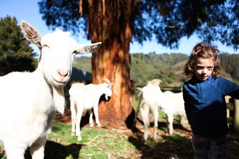 Valley View Nature Retreat - Tourism Cairns 2