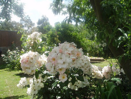Hudspeth House Bed And Breakfast - Tourism Cairns 3