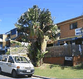 Melaluka And Costa Bella Luxury Apartments - Tourism Cairns