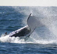 Whale Watching Sydney - Tourism Cairns