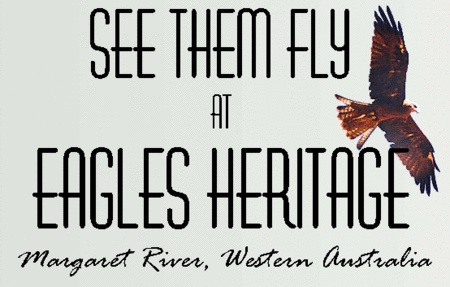Eagles Heritage Raptor Wildlife Centre - Tourism Cairns