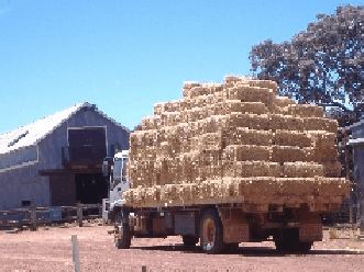 Avondale Discovery Farm - Tourism Cairns 1