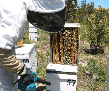 The House of Honey - Tourism Cairns