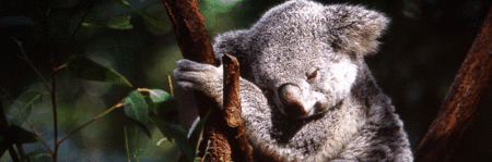 Koala and River Cruise by Mirimar Cruises - Tourism Cairns