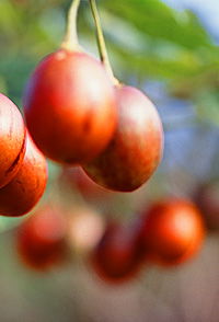 Tropical Fruit World - Tourism Cairns 0