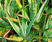 Tropical Fruit World - Tourism Cairns 1