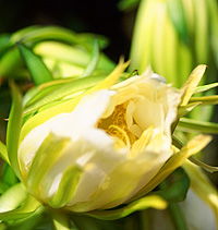 Tropical Fruit World - Tourism Cairns 2