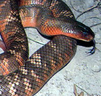 Armadale Reptile  Wildlife Centre - Tourism Cairns