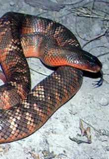 Armadale Reptile & Wildlife Centre - Tourism Cairns 0