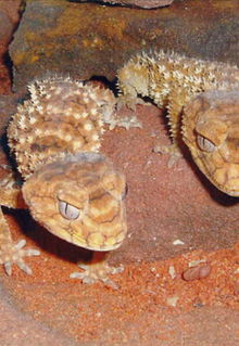 Armadale Reptile & Wildlife Centre - Tourism Cairns 1