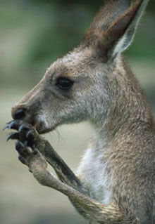 Armadale Reptile & Wildlife Centre - Tourism Cairns 2