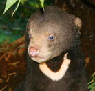 Perth Zoo - Tourism Cairns