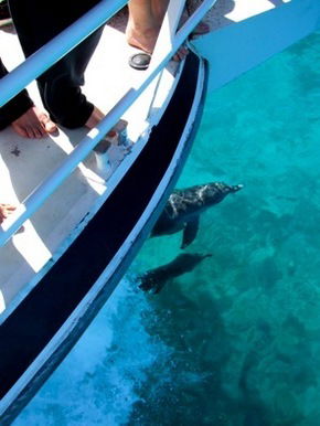 Pelican Charters - Tourism Cairns 0