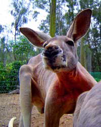 Birdland Animal Park - Tourism Cairns 3