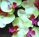 Waverley Gardens Shopping Centre - Tourism Cairns
