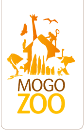 Mogo Zoo - Tourism Cairns