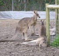 Jirrahlinga Koala  Wildlife Sanctuary - Tourism Cairns