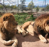 Mansfield Zoo - Tourism Cairns