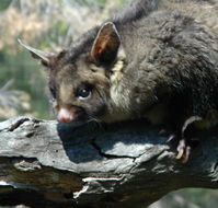 Moonlit Sanctuary Wildlife Conservation Park - Tourism Cairns