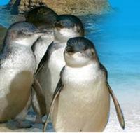 Phillip Island Penguin Parade - Tourism Cairns