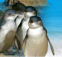Phillip Island Penguin Parade - Tourism Cairns 0